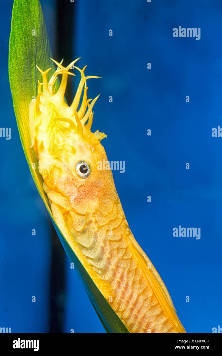 Aquarium catfish fish from the genus Ancistrus. Stock Photo