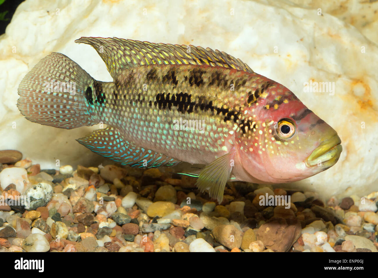 Aquarium cichlid fish from the genus Rocio. Stock Photo