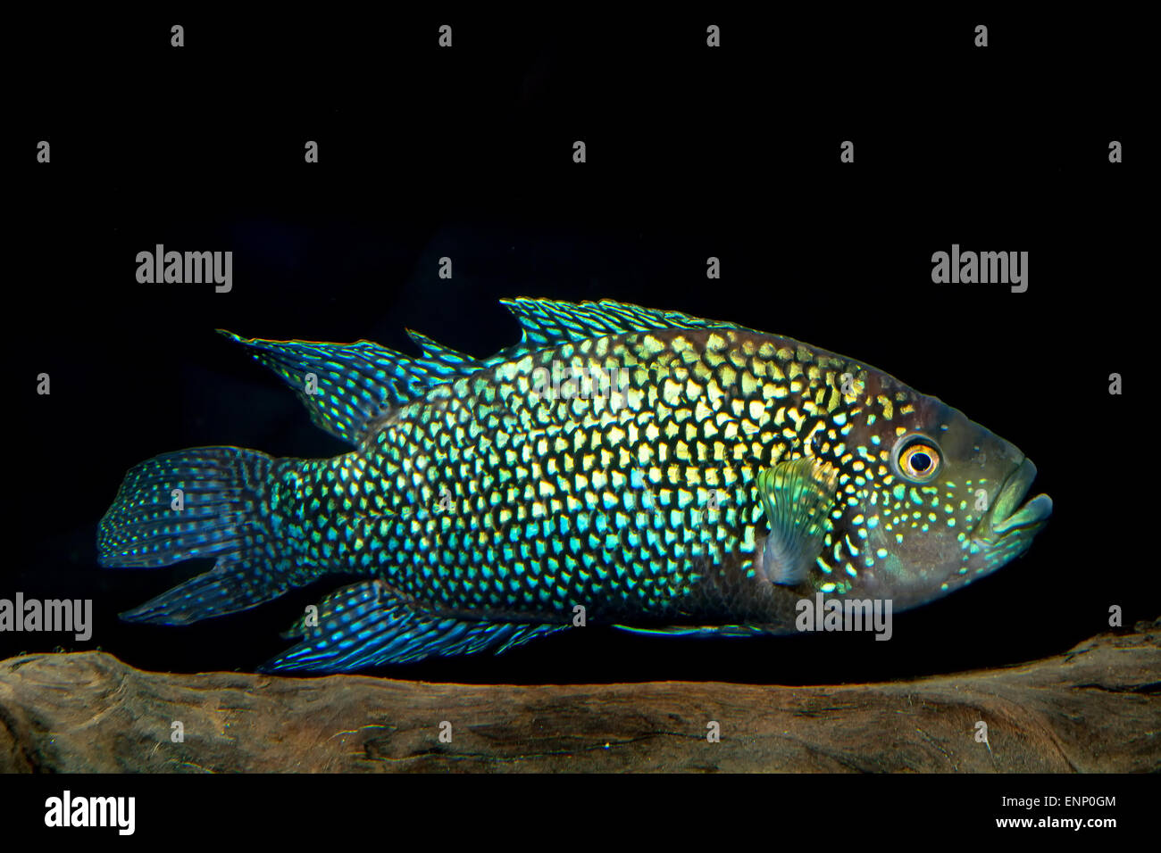 Aquarium cichlid fish from the genus Rocio. Stock Photo