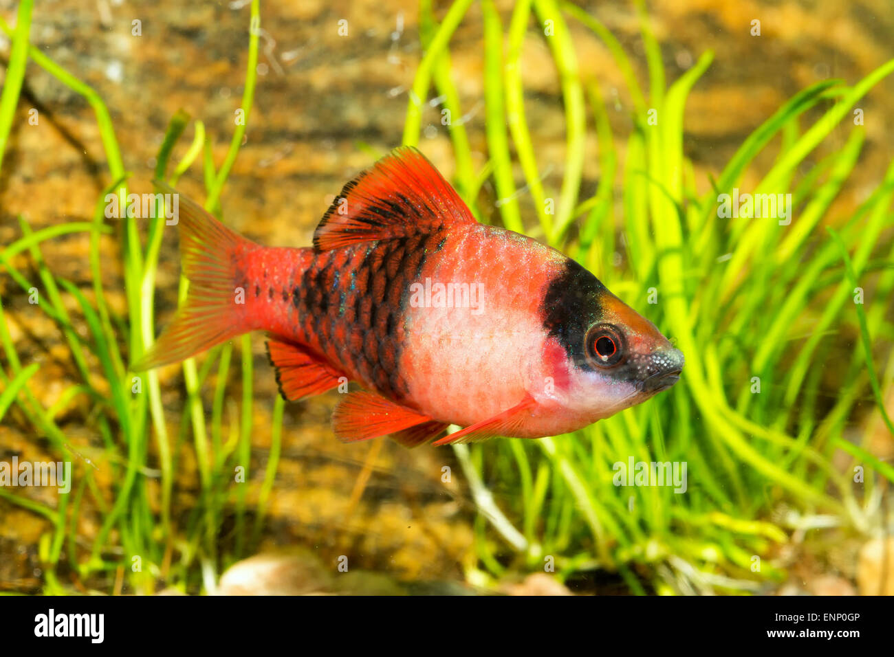 Nice aquarium fish from genus Puntius. Stock Photo