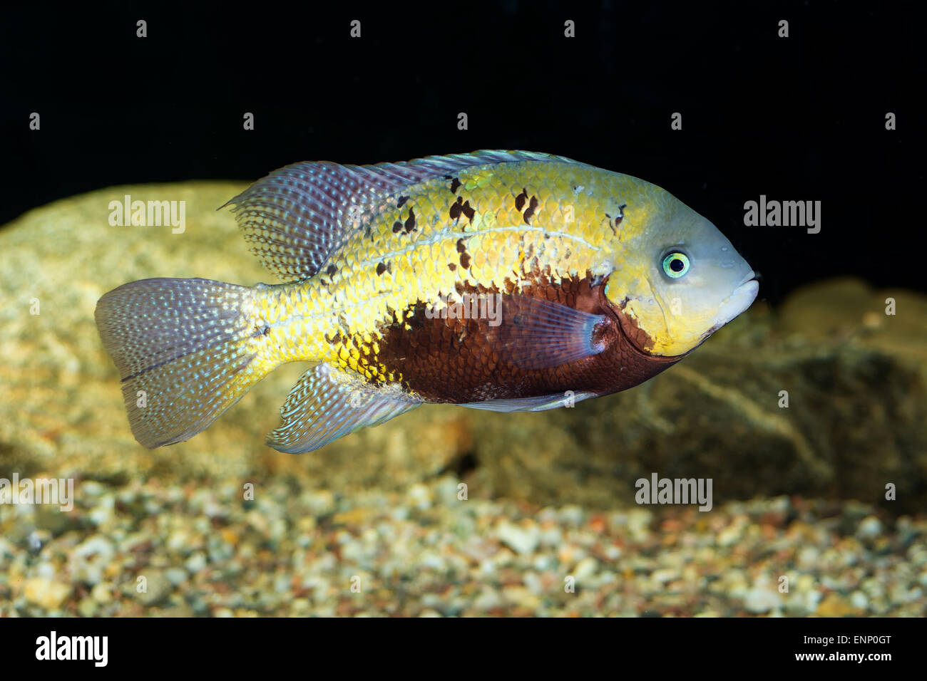 Aquarium cichlid fish from the genus Vieja. Stock Photo