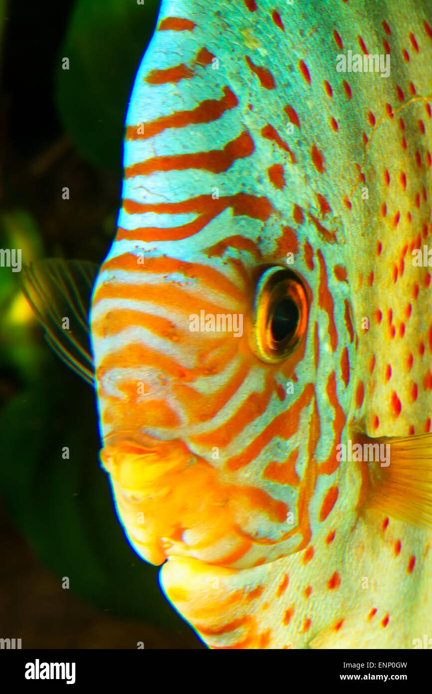 Portrait of aquarium cichlid fish from genus Symphysodon. Stock Photo