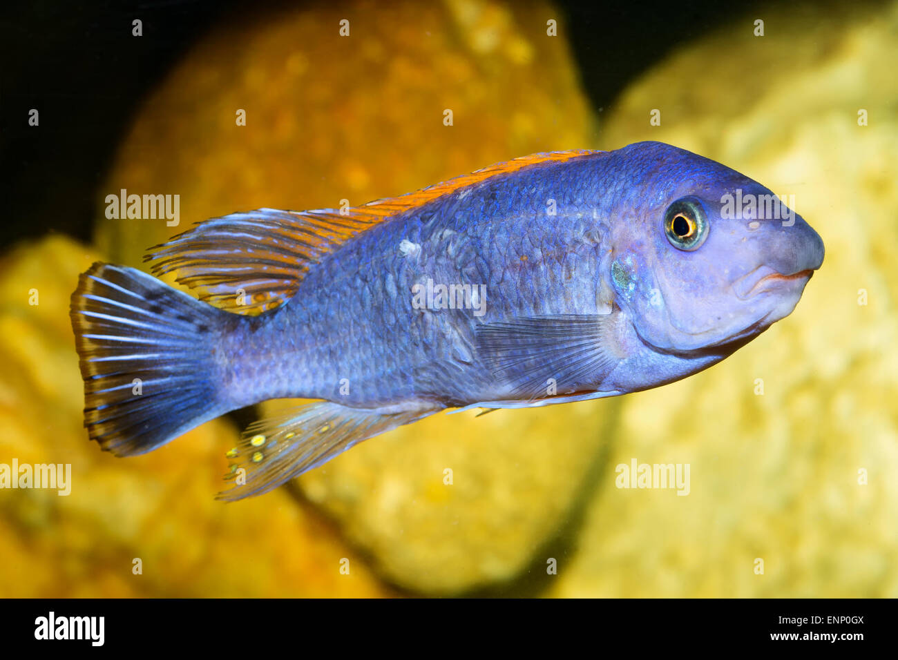 Nice aquarium cichlid fish from genus Labeotropheus. Stock Photo