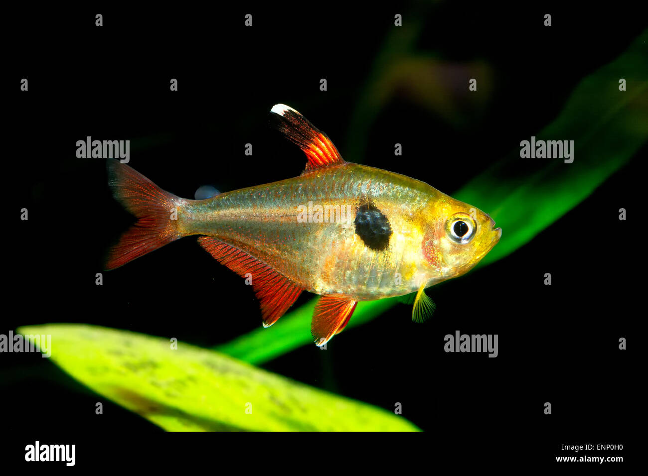 Nice aquarium tetra fish from genus Hyphessobrycon. Stock Photo