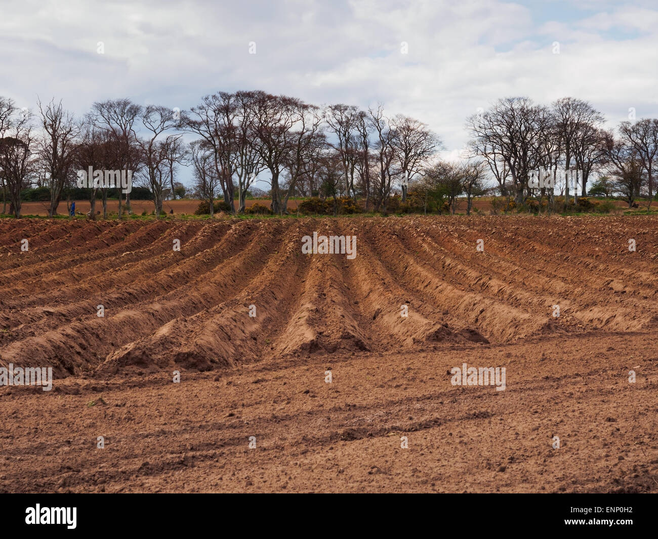 A freshly ploughed field with furrows. Stock Photo
