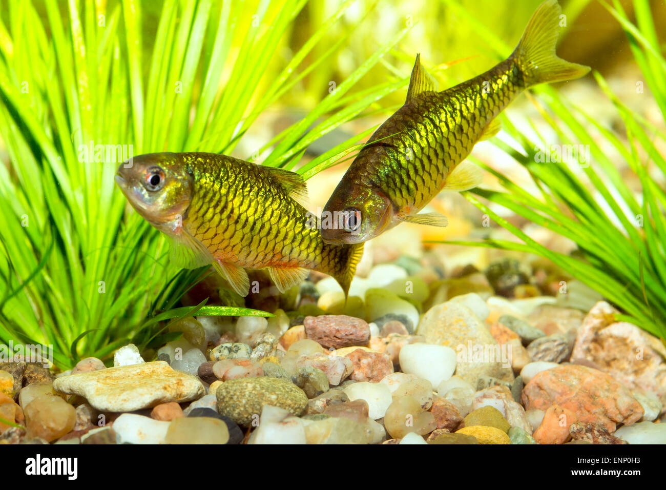 Nice aquarium barb fishes from genus Puntius. Stock Photo