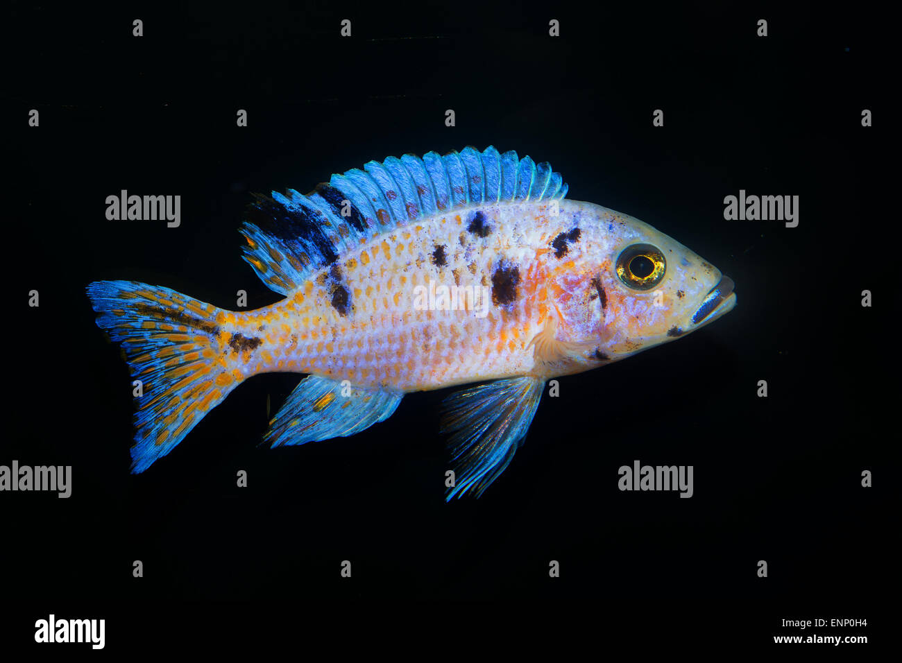 Nice aquarium cichlid fish from genus Aulonocara. Stock Photo
