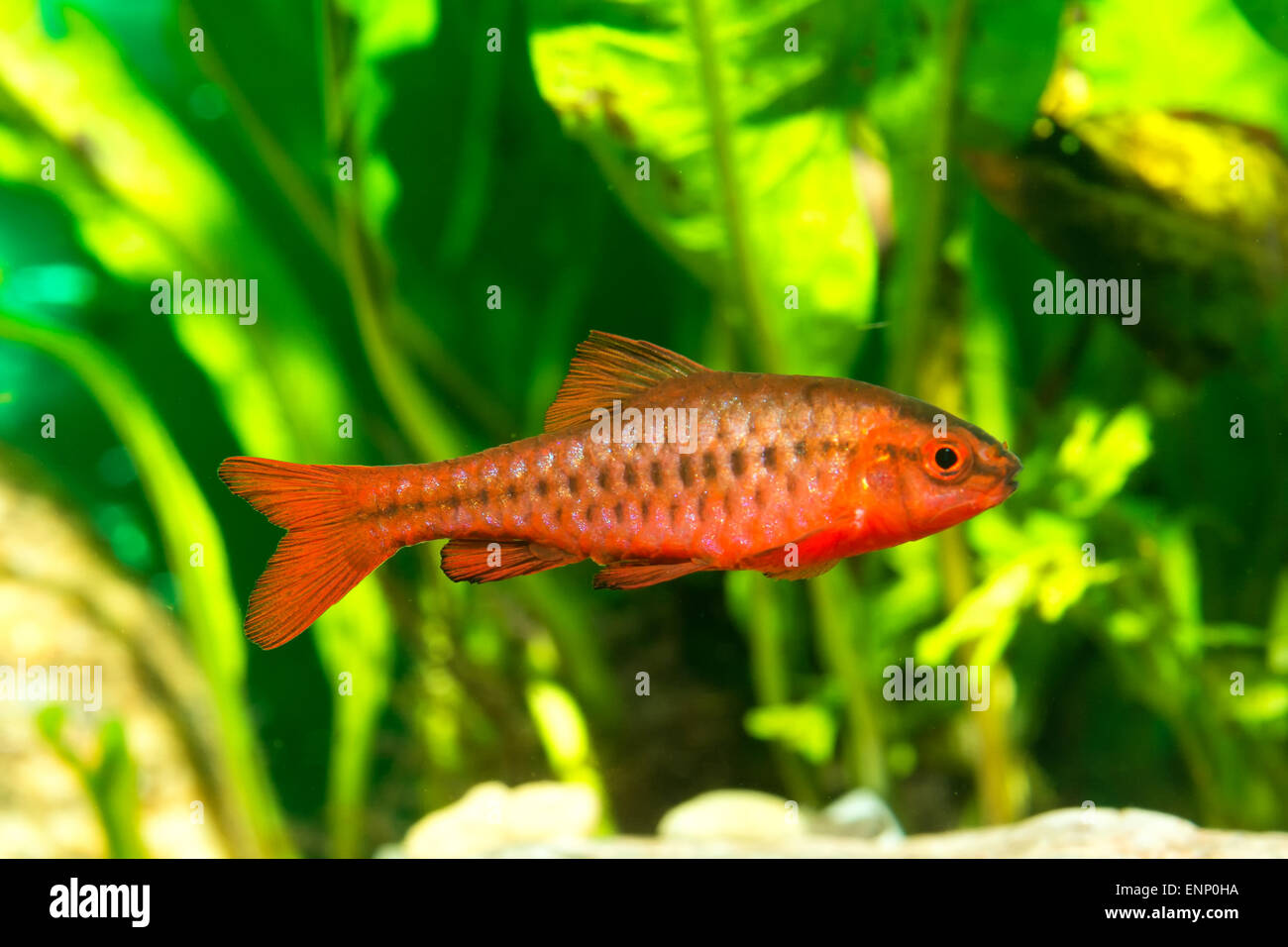 Nice aquarium barb fish from genus Puntius. Stock Photo