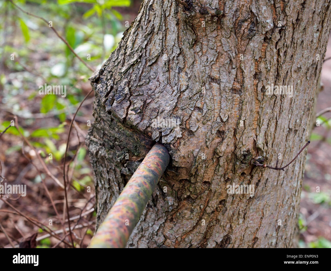 An iron fence embedded in tree trunk that has grown around it. Stock Photo