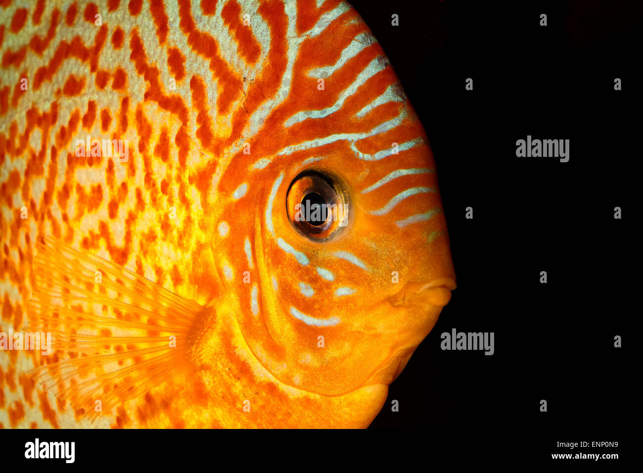 Detailed portrait of orange discus fish head. Stock Photo