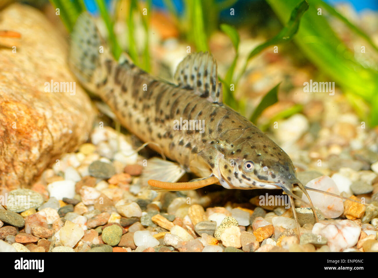 Nice aquarium fish from genus Hoplosternum. Stock Photo