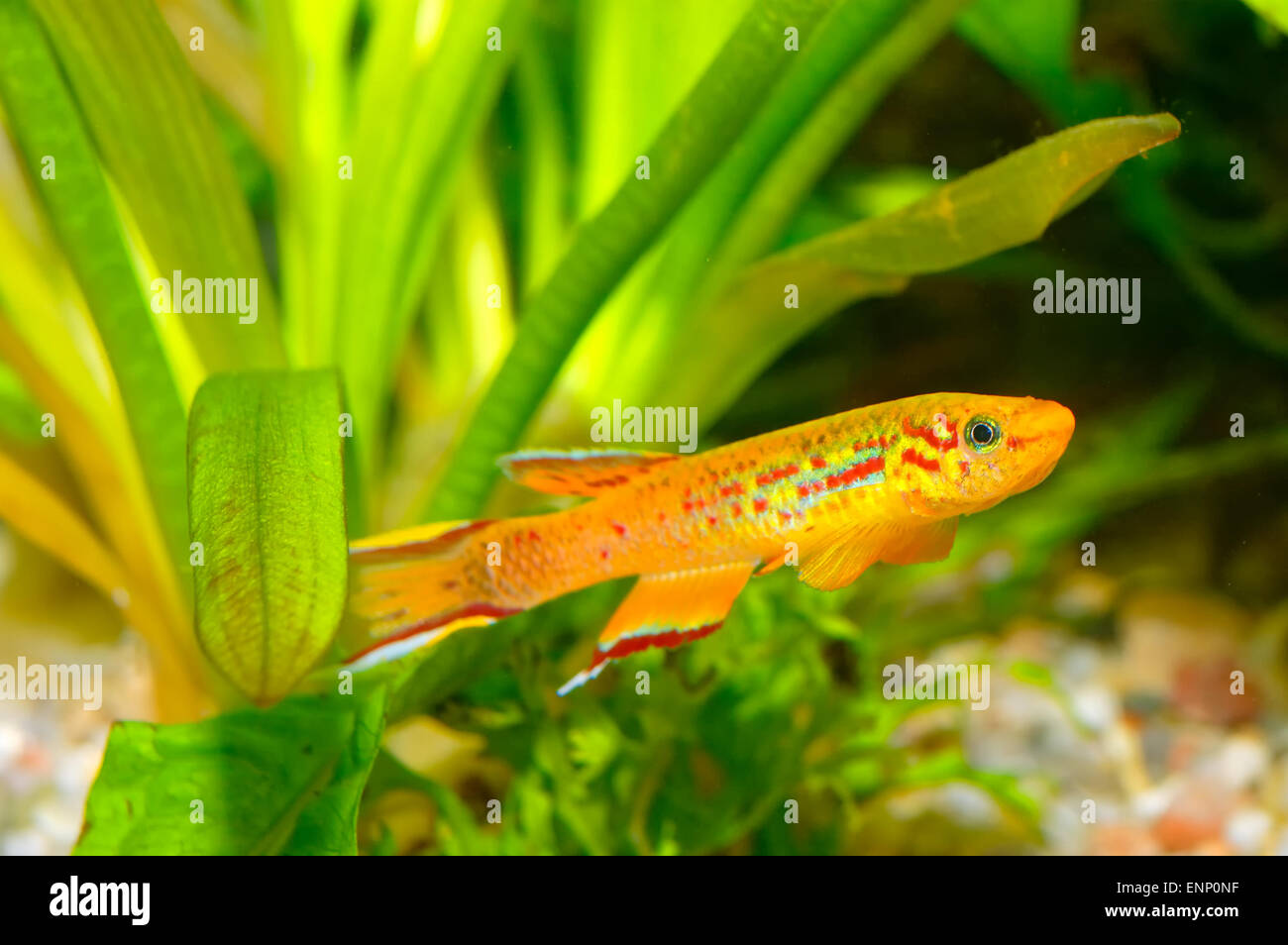 Nice aquarium fish from genus Aphyosemion. Stock Photo