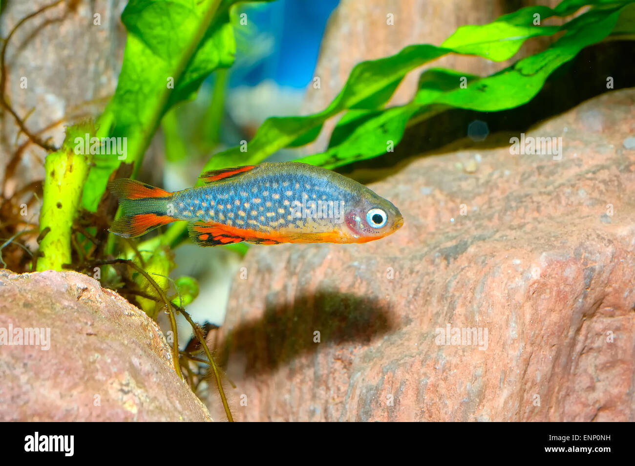 Nice aquarium fish from genus Celestichthys. Stock Photo