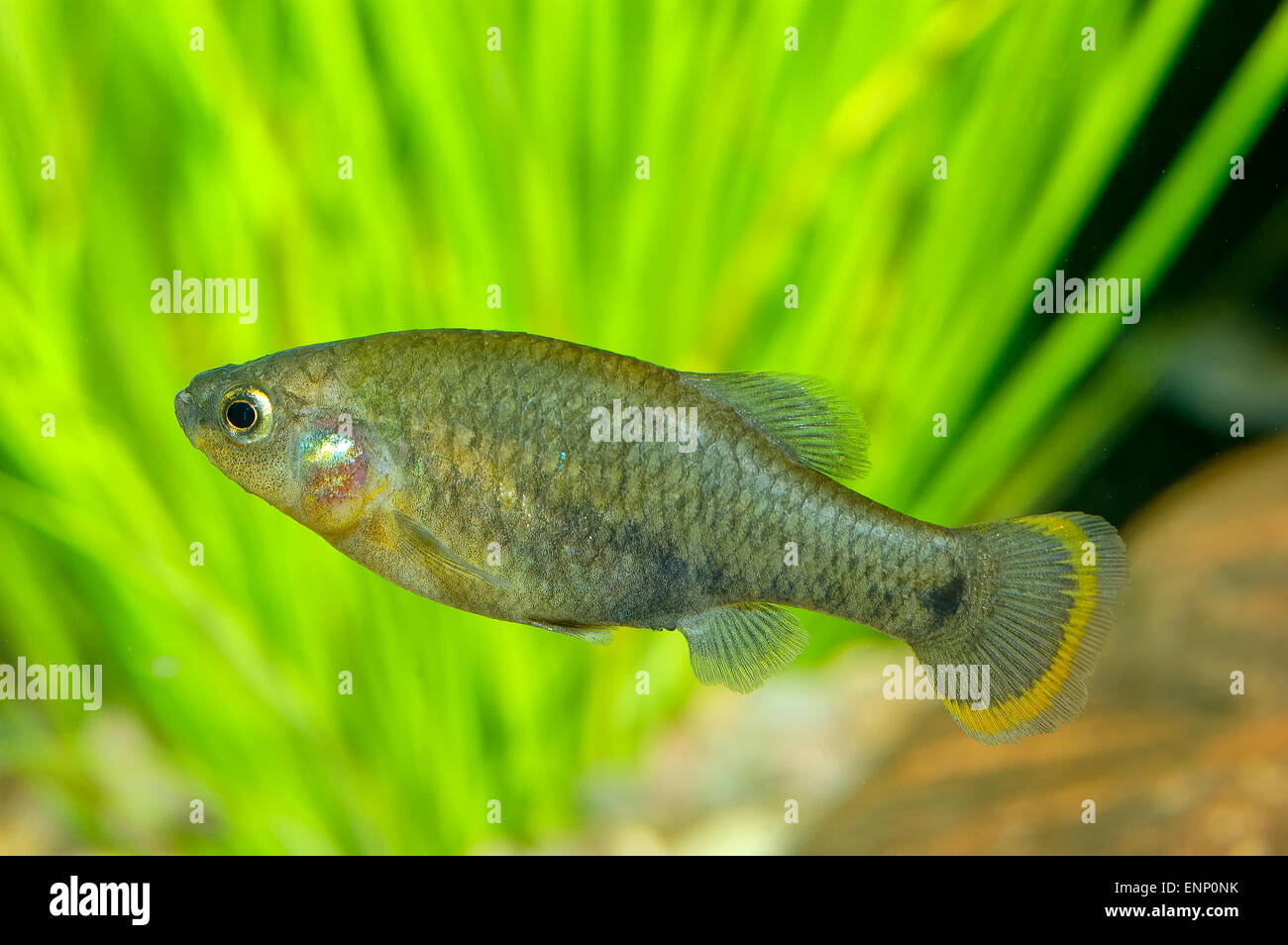 Nice aquarium fish from genus Goodea. Stock Photo