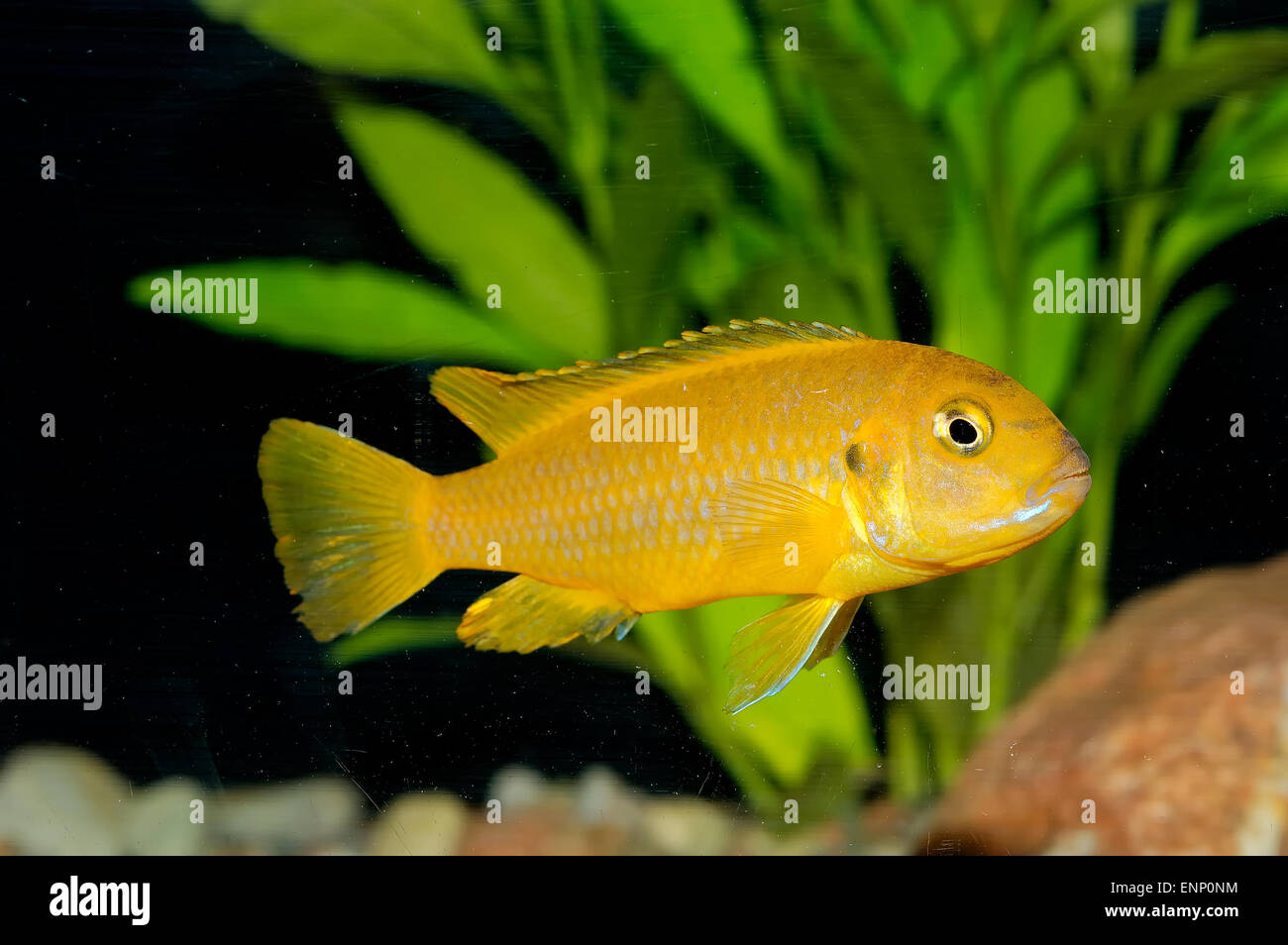Nice aquarium fish from genus Pseudotropheus. Stock Photo