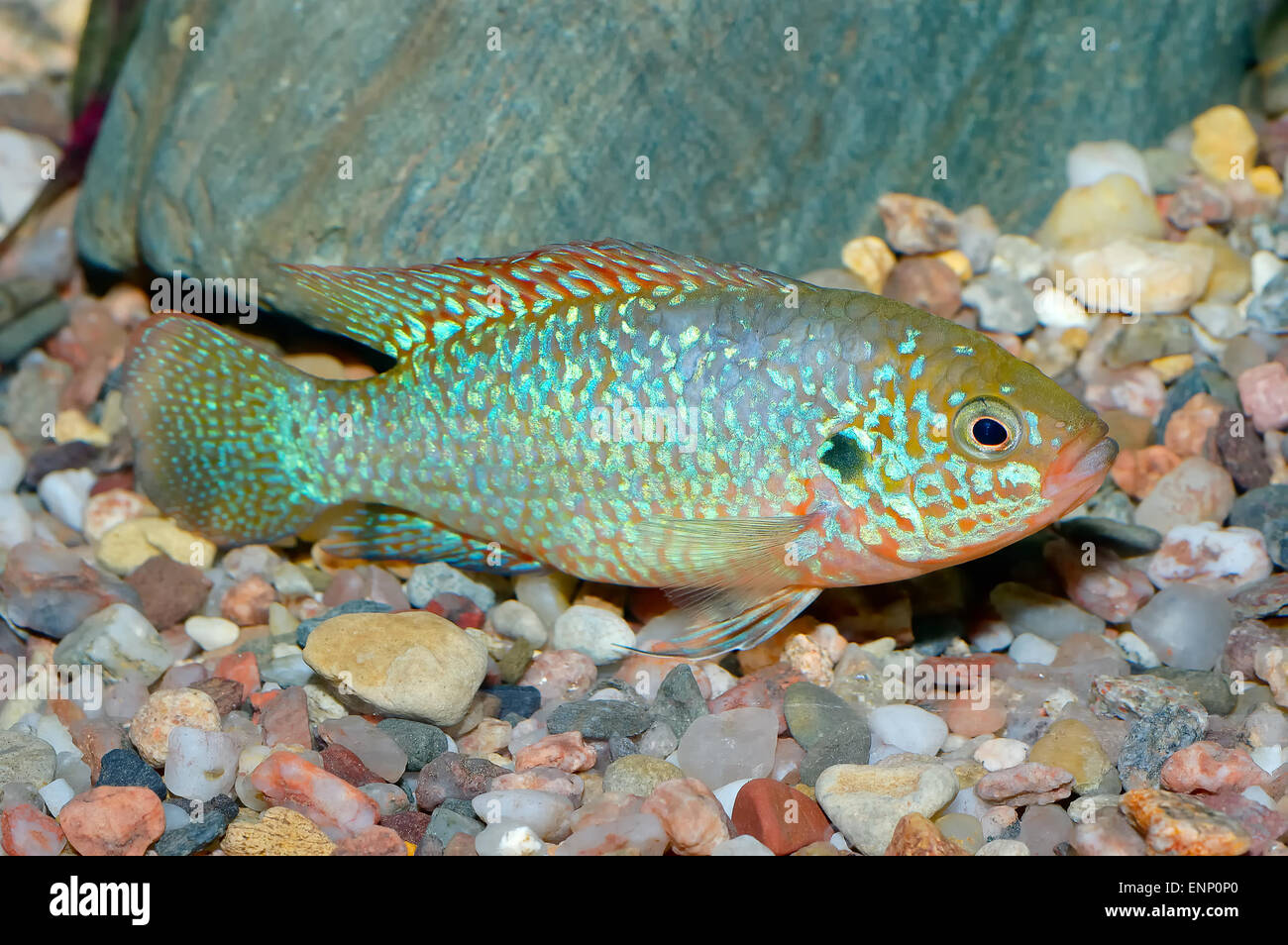 Nice aquarium fish from genus Hemichromis. Stock Photo
