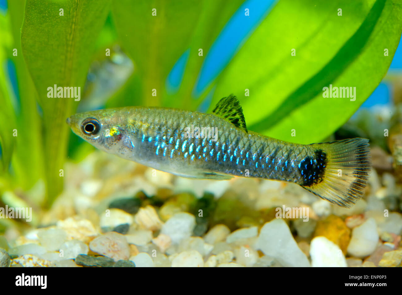 Nice aquarium fish from genus Poecilia. Stock Photo