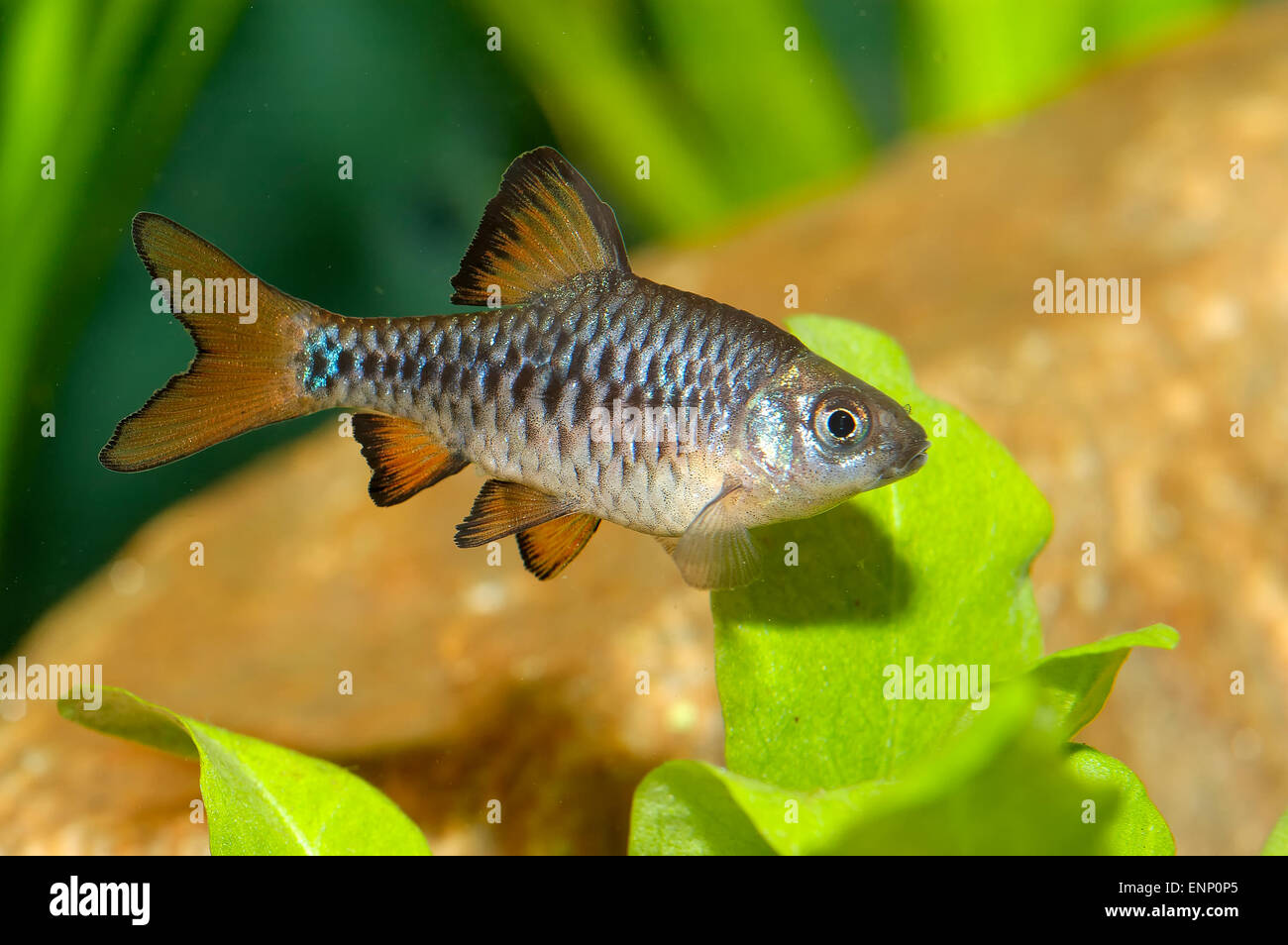 Nice aquarium fish from genus Puntius. Stock Photo