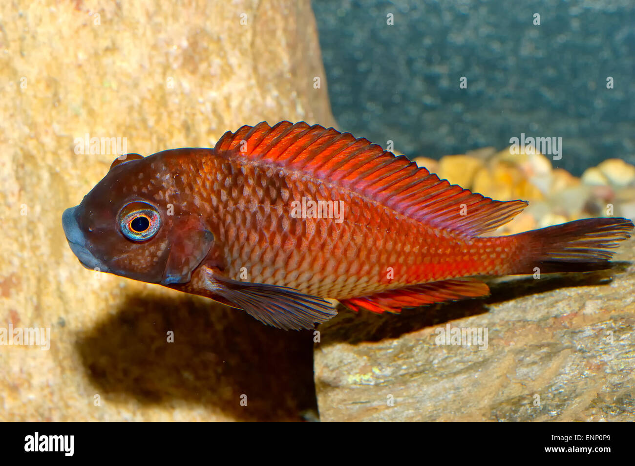 Nice aquarium fish from genus Tropheus. Stock Photo