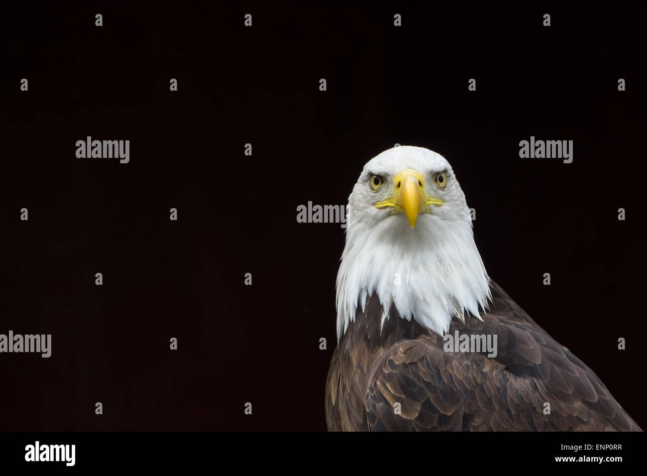 black eagle camera