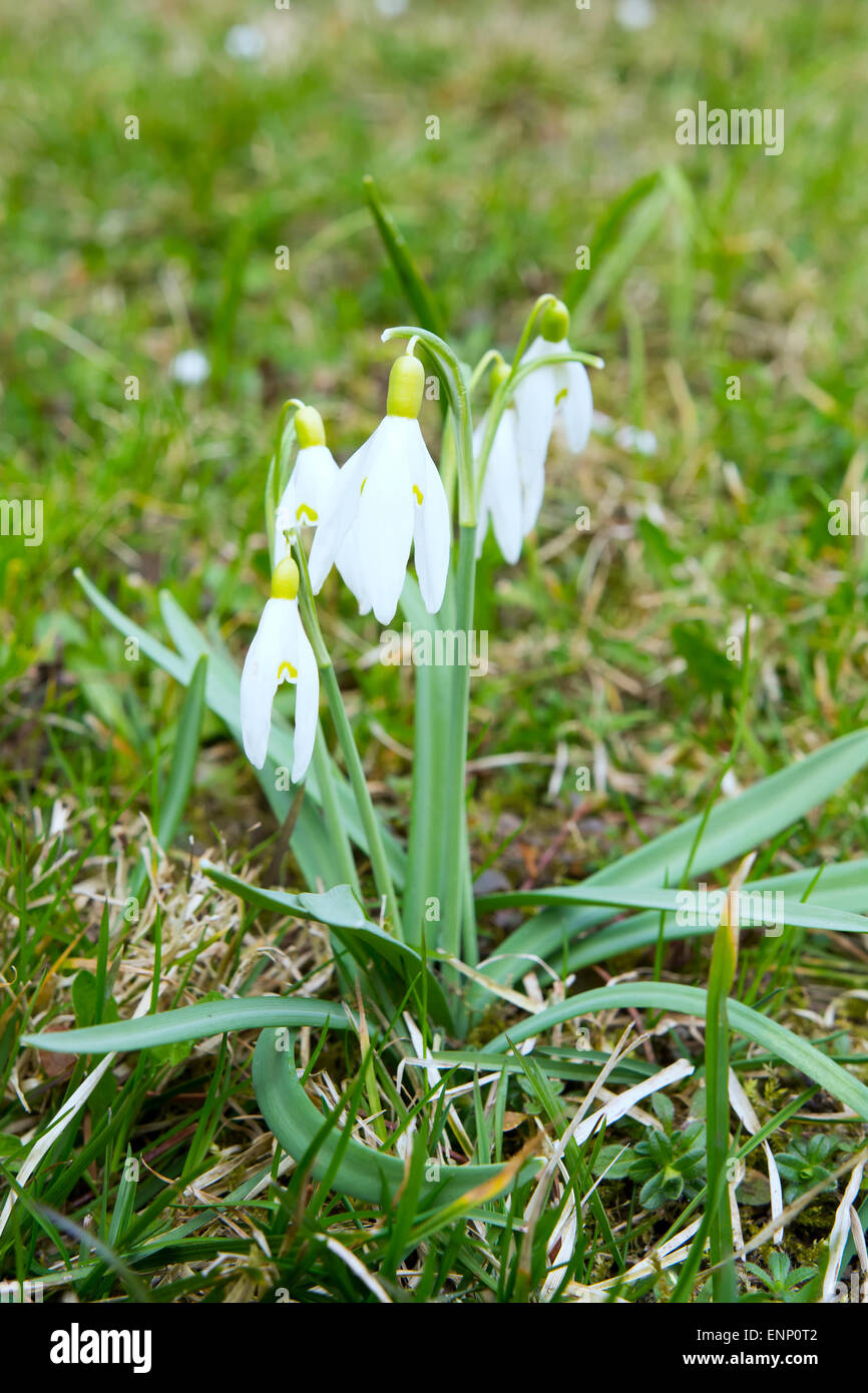 Nice blooming snowdrops on the blurred green background. Stock Photo