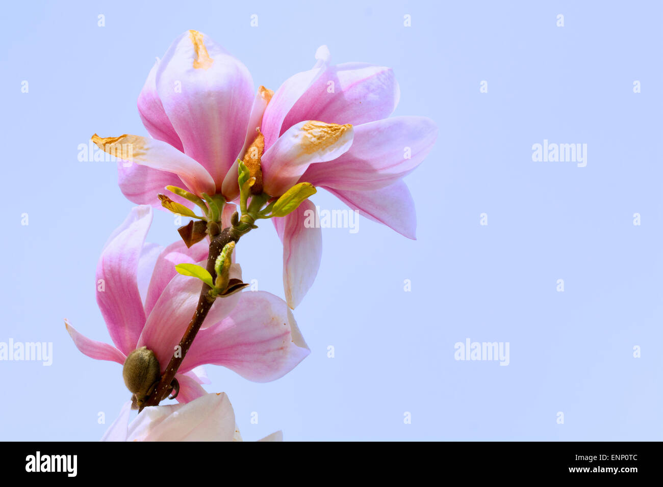 Pink flowers of the tree branch magnolia blossoms Stock Photo - Alamy