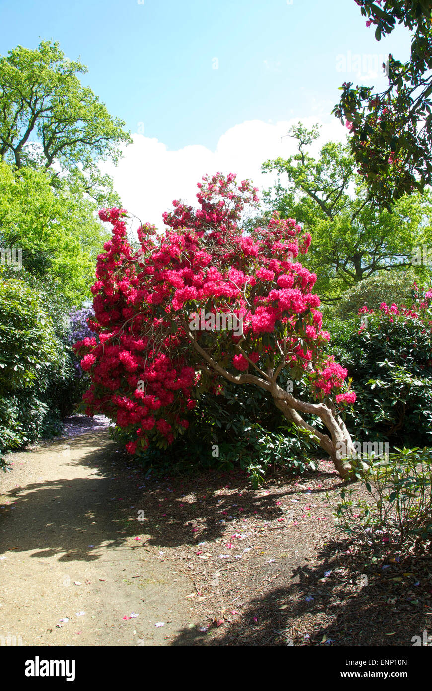 Early summer-flowering rhododendrons and azaleas at Langley Park Country Park, Buckinghamshire Stock Photo