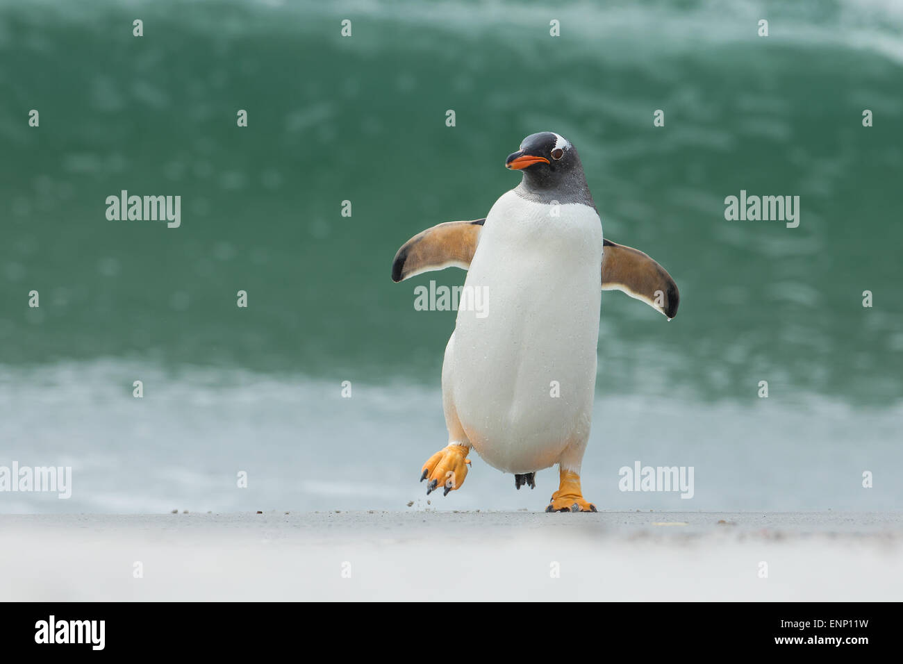 Gentoo penguin running from a stormy ocean Stock Photo
