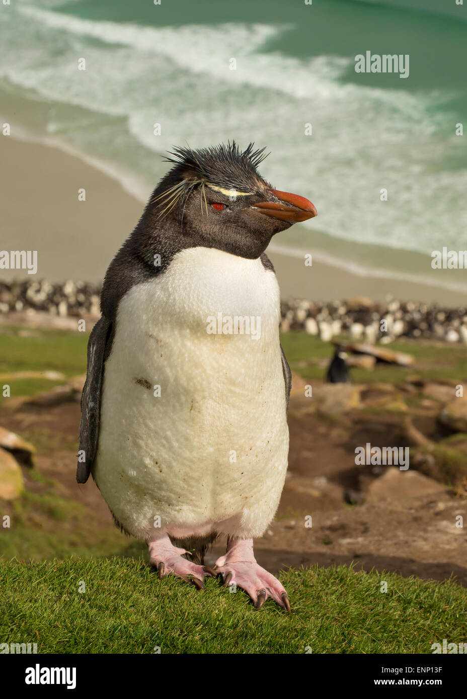 Southern rockhopper penguin in the Falkland islands Stock Photo