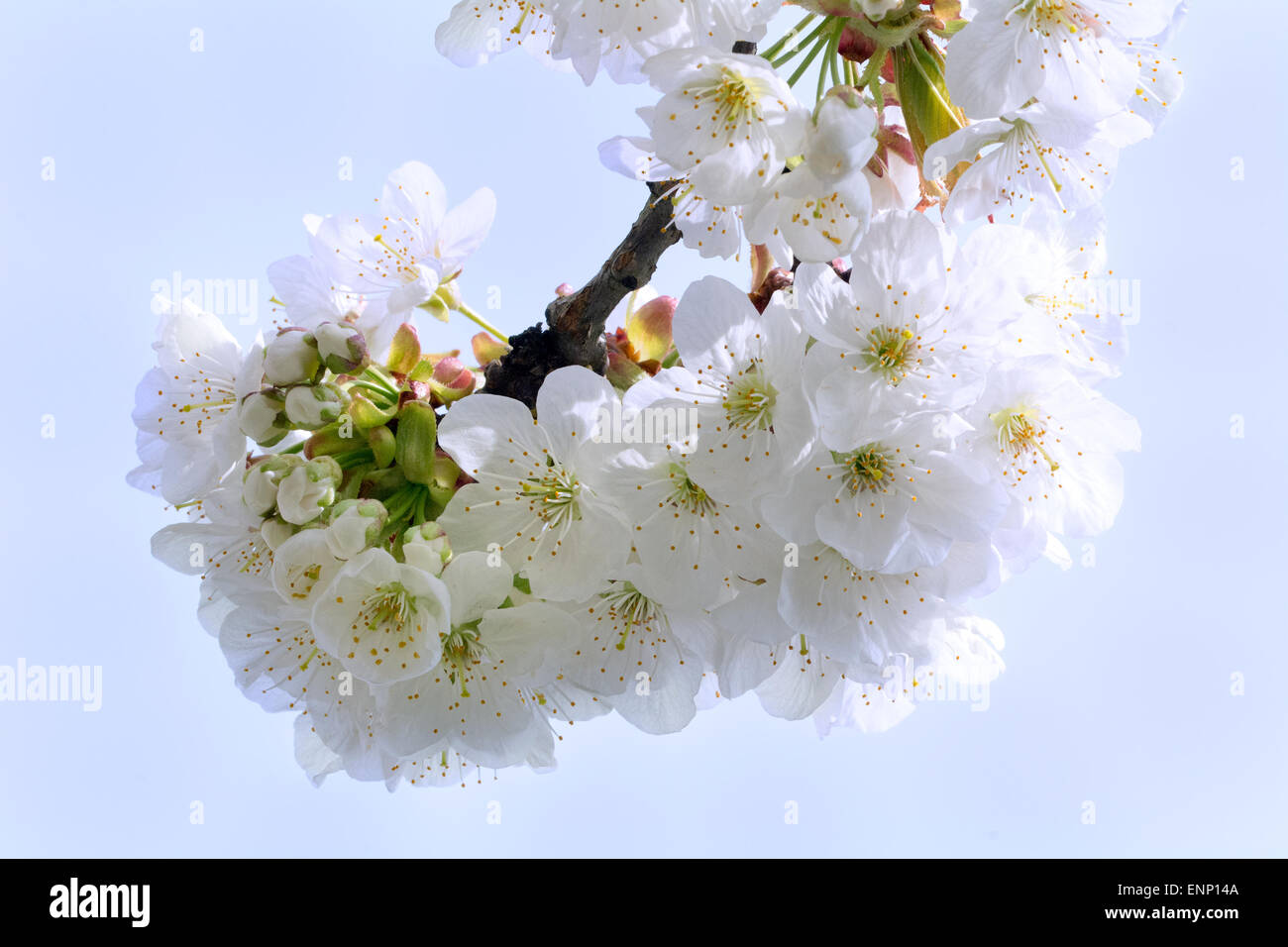 White flowers of the tree branch cherry blossoms Stock Photo - Alamy