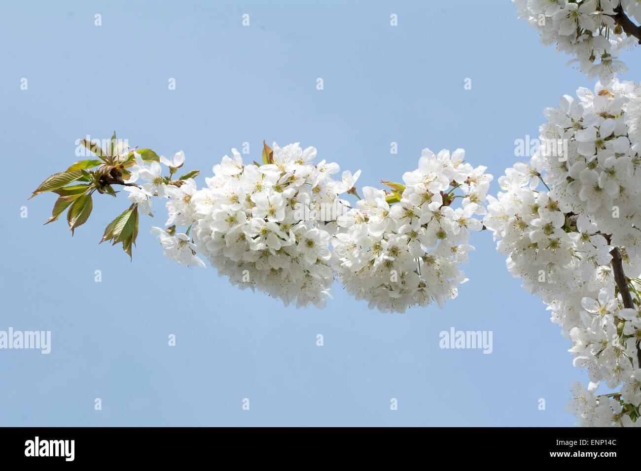 White flowers of the tree branch cherry blossoms Stock Photo - Alamy