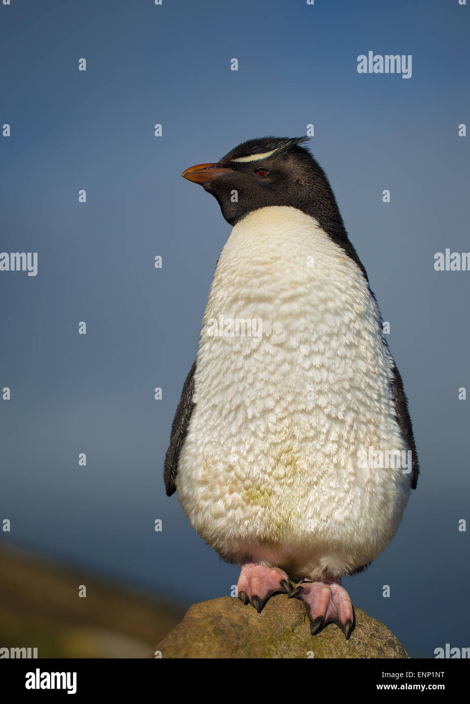 Juvenile Southern rockhopper penguin on  a rock, Falkland islands Stock Photo