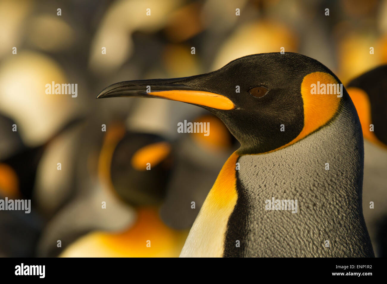 Close-up of adult King penguin, Falkland islands Stock Photo