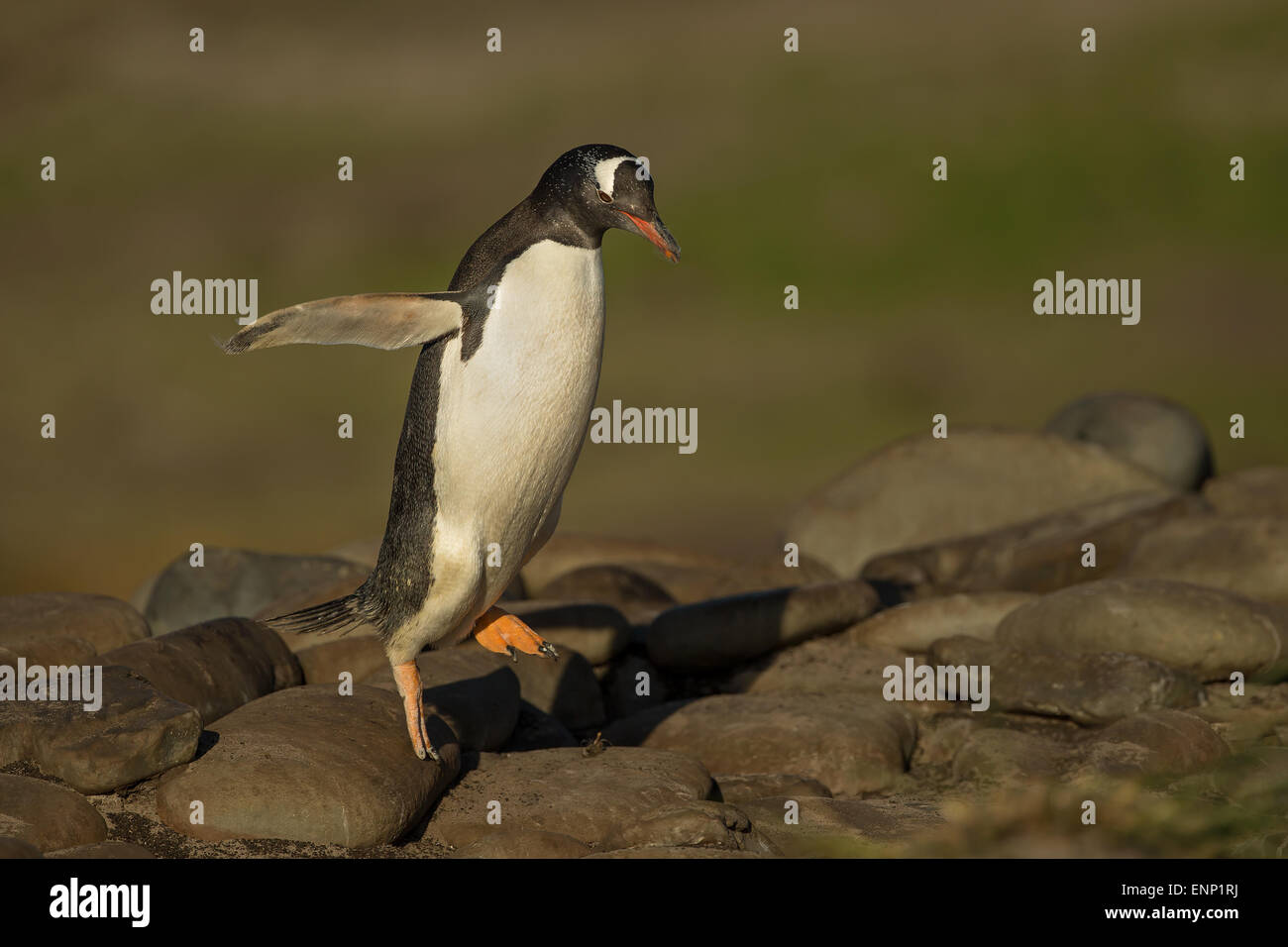 Gentoo penguin hopping from the rocks Stock Photo