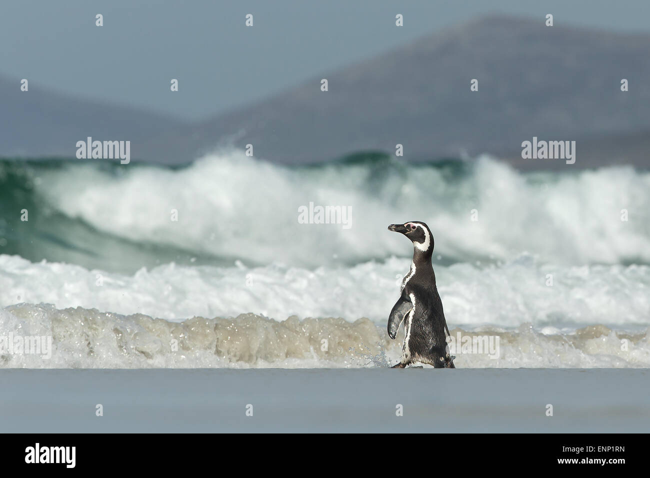 Magellanic penguin heading to the sea Stock Photo - Alamy