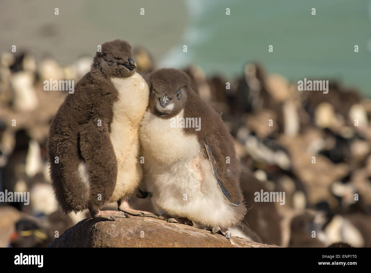 Southern rockhopper penguin chicks Stock Photo