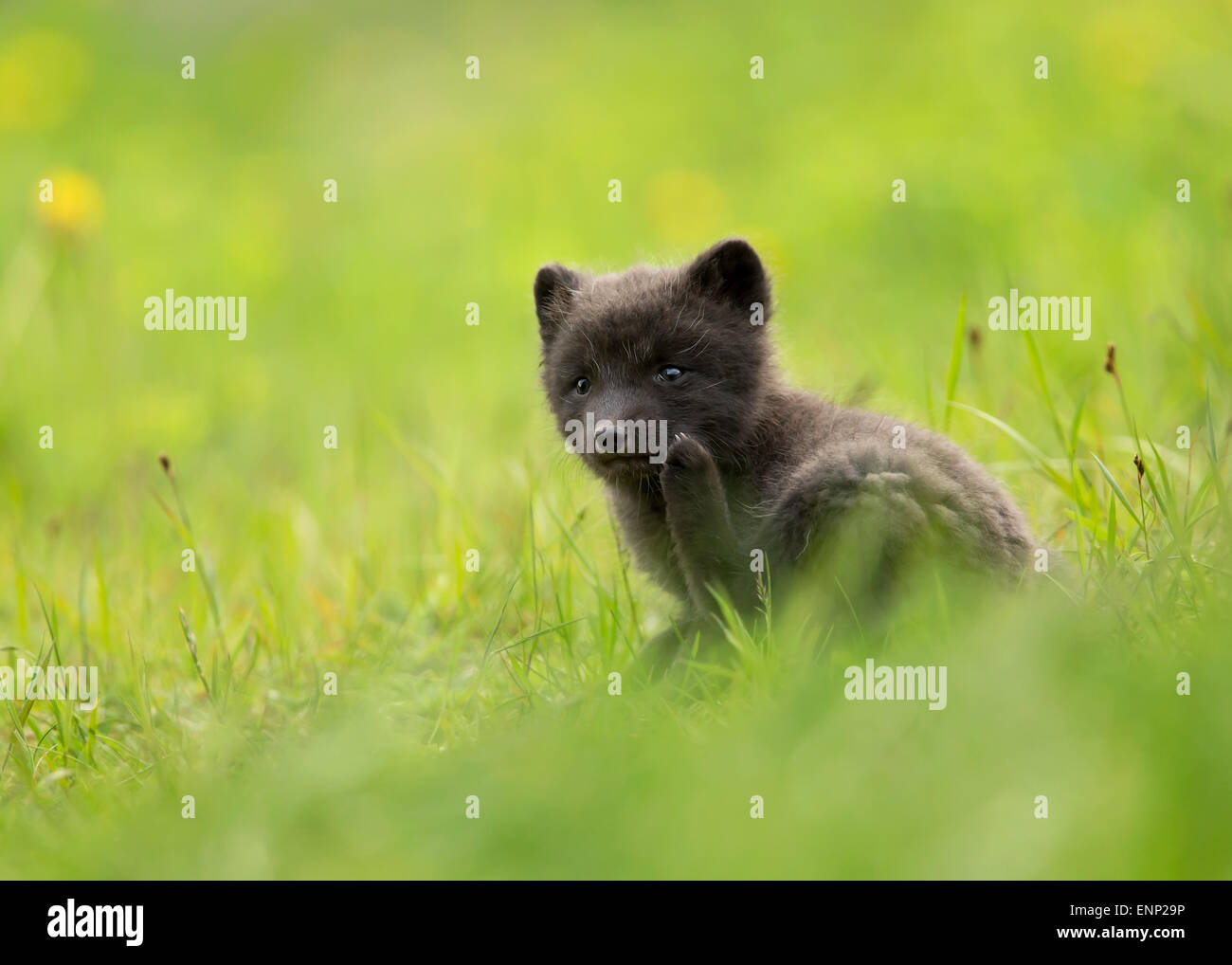 Arctic fox cub in the meadow, summer in Iceland Stock Photo