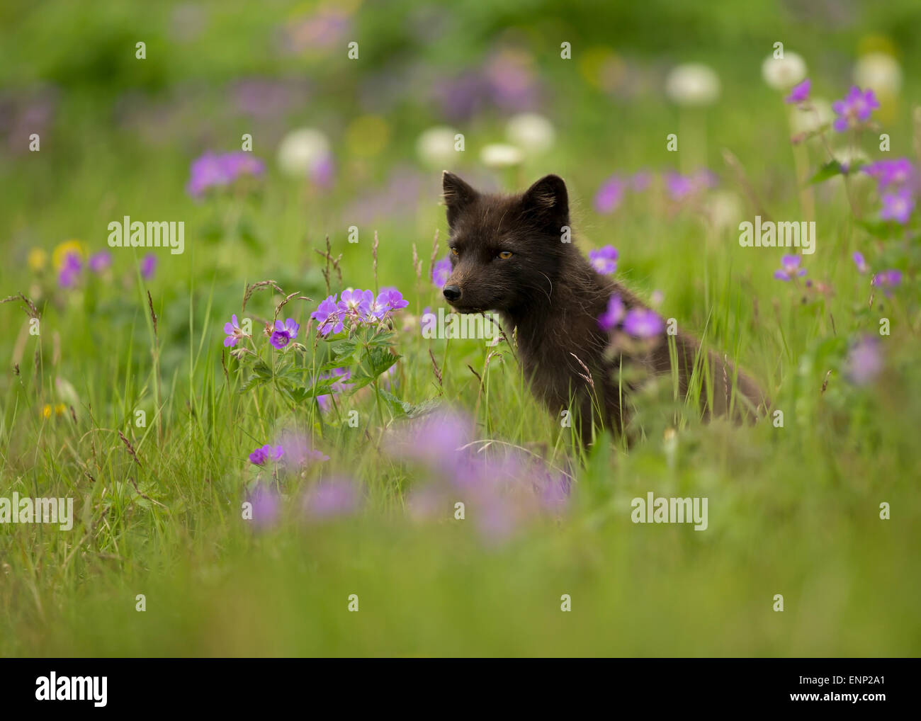 Female Arctic fox in the meadow with blue flowers Stock Photo