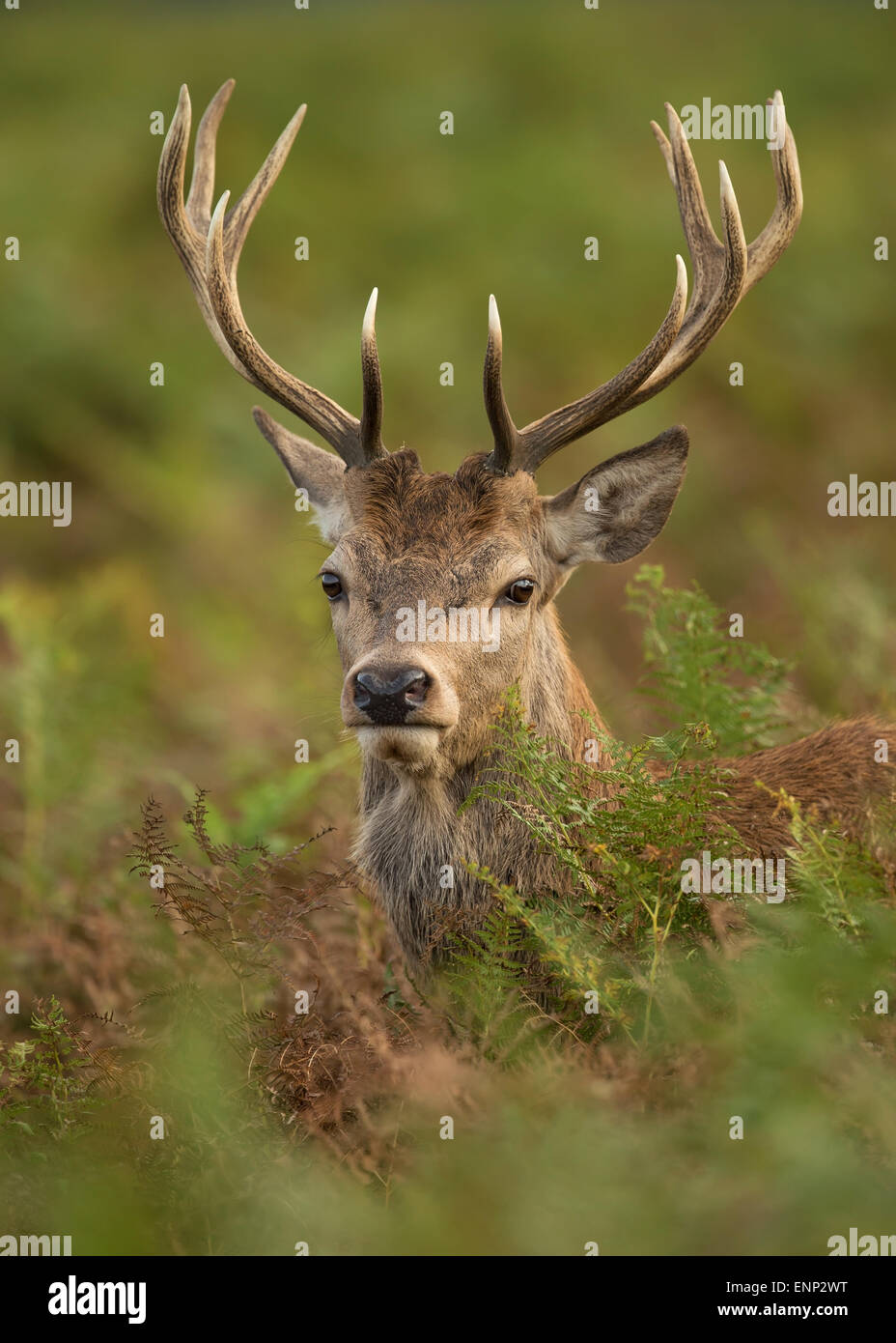 Close-up of a young Red deer stag in autumn, UK Stock Photo