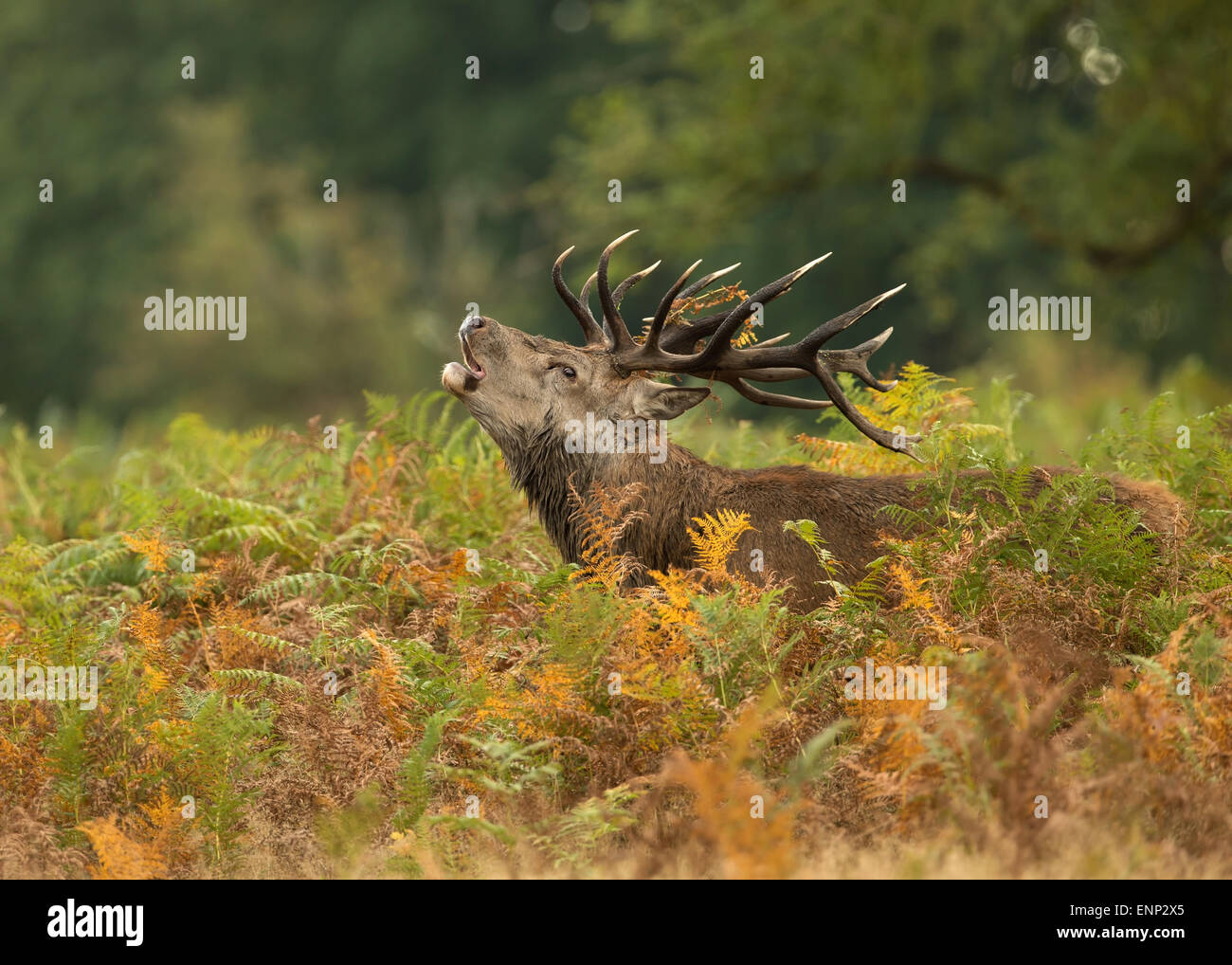 Red deer stag bellowing during the rut in the field of ferns, UK Stock Photo