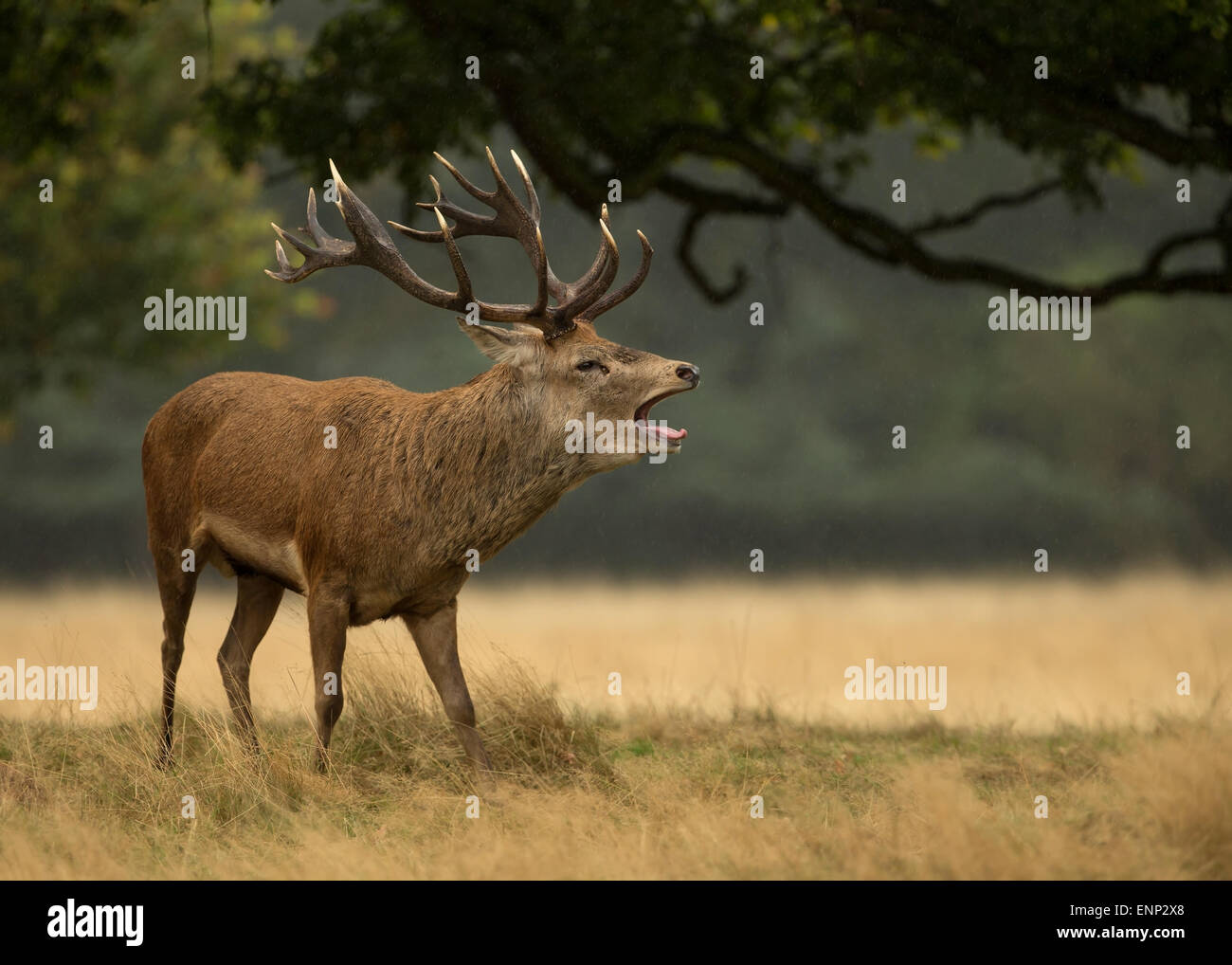 Red deer stag during the rut, UK Stock Photo