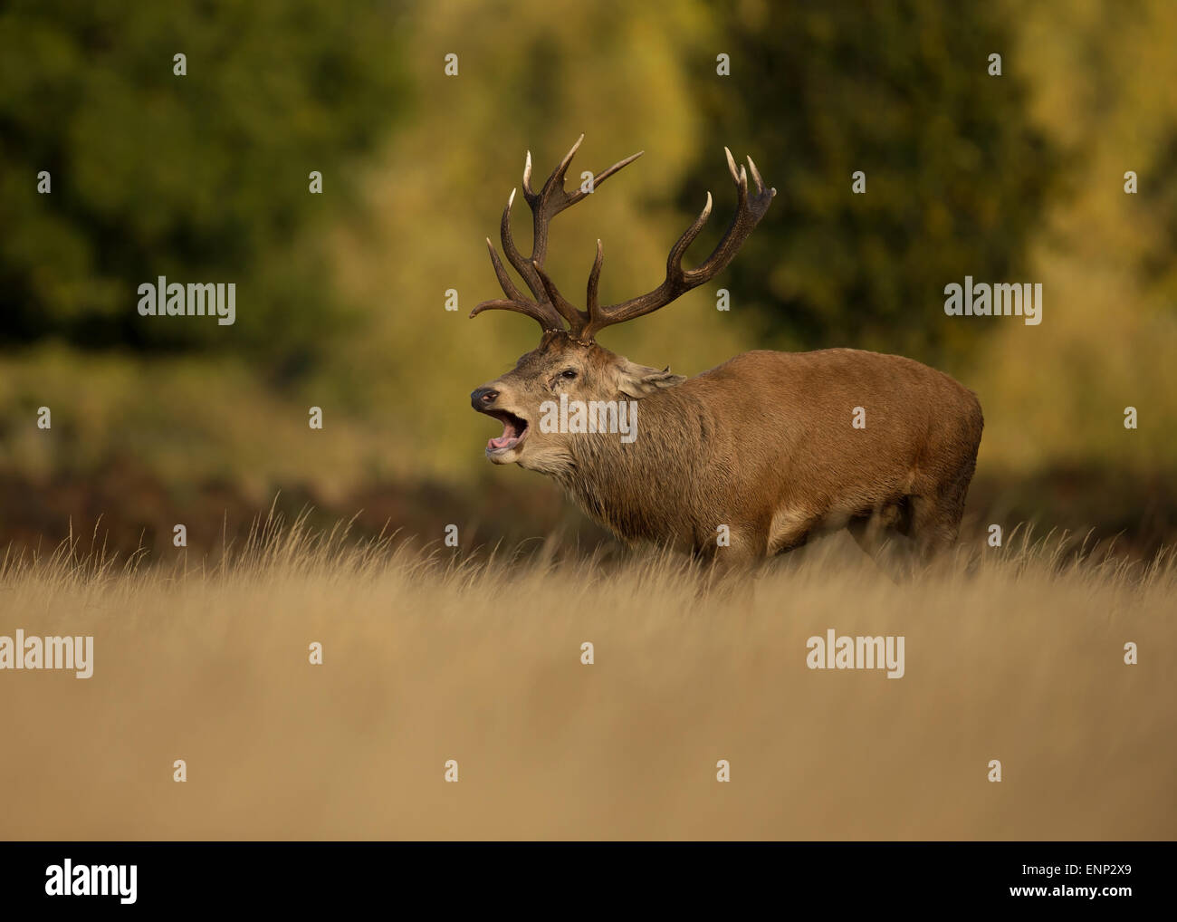 Red deer stag during the rut, UK Stock Photo