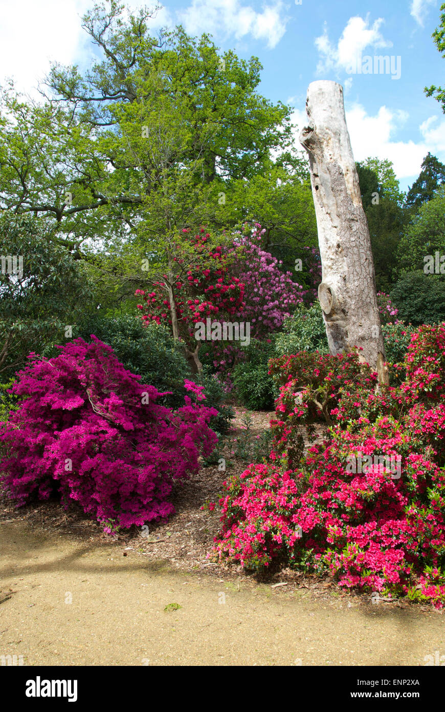 Superb azaleas and rhododendrons at the Langley Country Park, Buckinghamshire Stock Photo