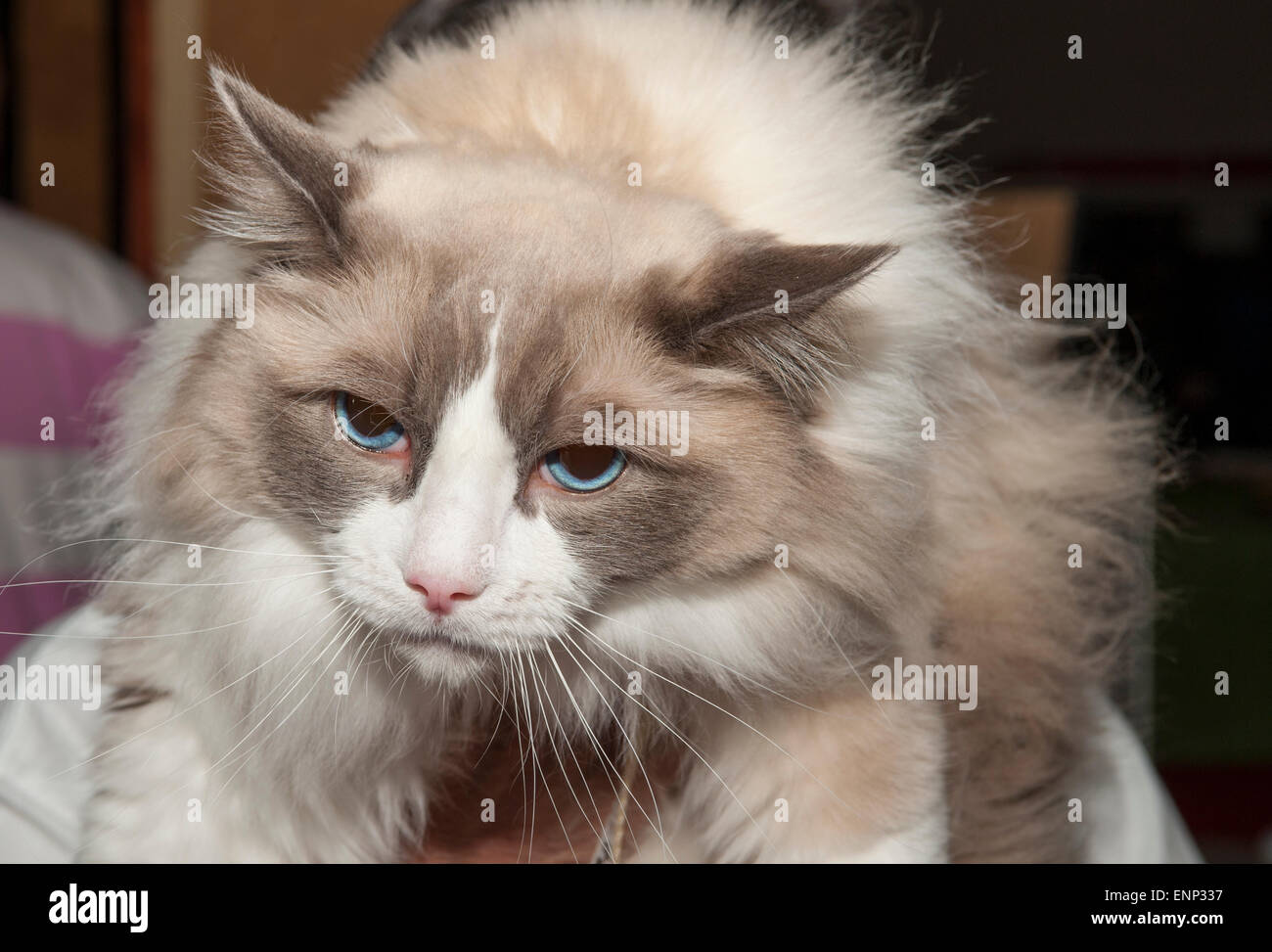 Excel, London, UK. 9th May, 2015. 5th London Pet Show features cats, dogs, jumping rabbits, reptiles, fish, horses and donkeys, running from 9th till 10th May. A Bicolour Ragdoll cat. Credit:  Malcolm Park editorial/Alamy Live News Stock Photo