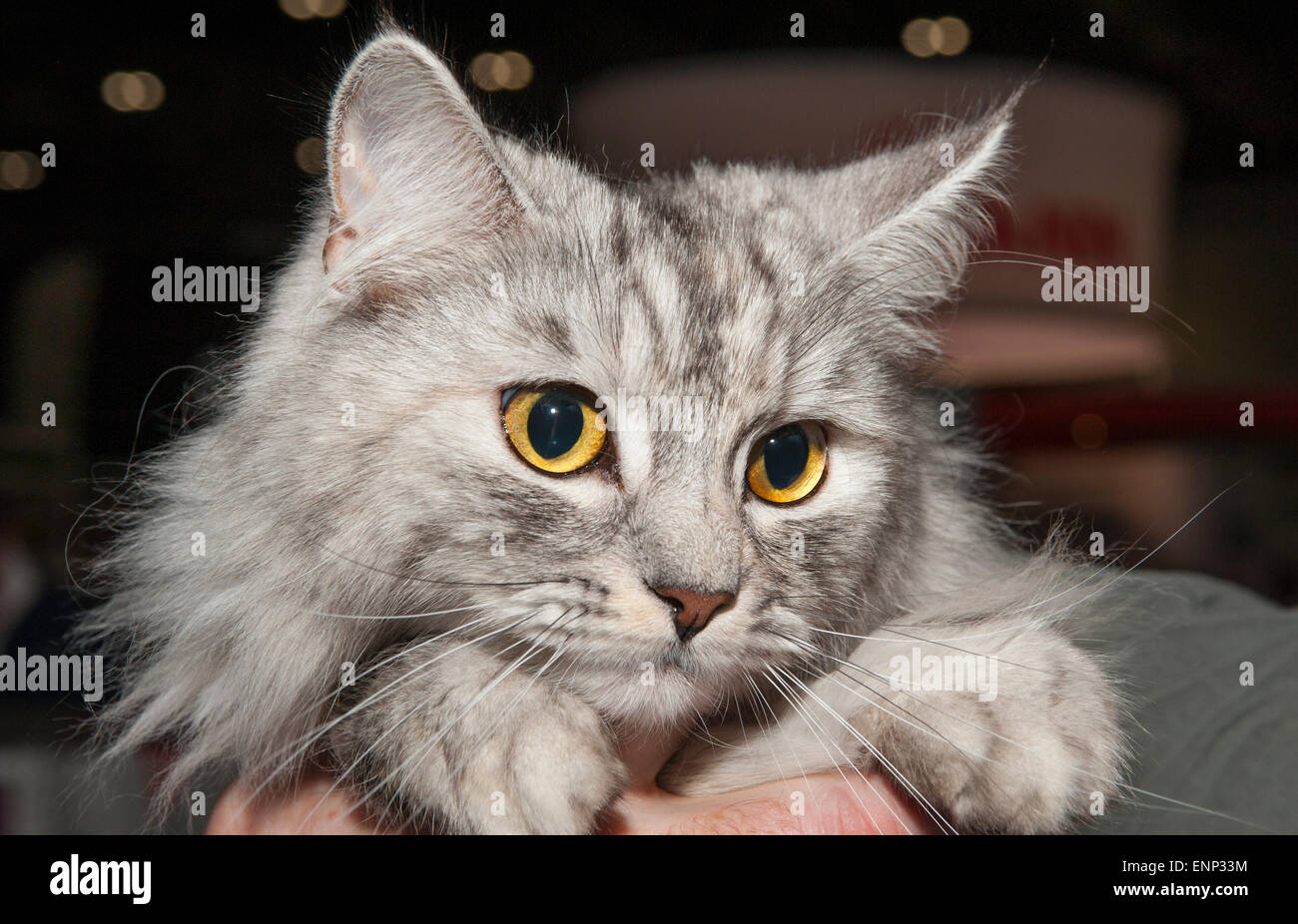 Excel, London, UK. 9th May, 2015. 5th London Pet Show features cats, dogs, jumping rabbits, reptiles, fish, horses and donkeys, running from 9th till 10th May. A Bicolour Ragdoll cat. Credit:  Malcolm Park editorial/Alamy Live News Stock Photo