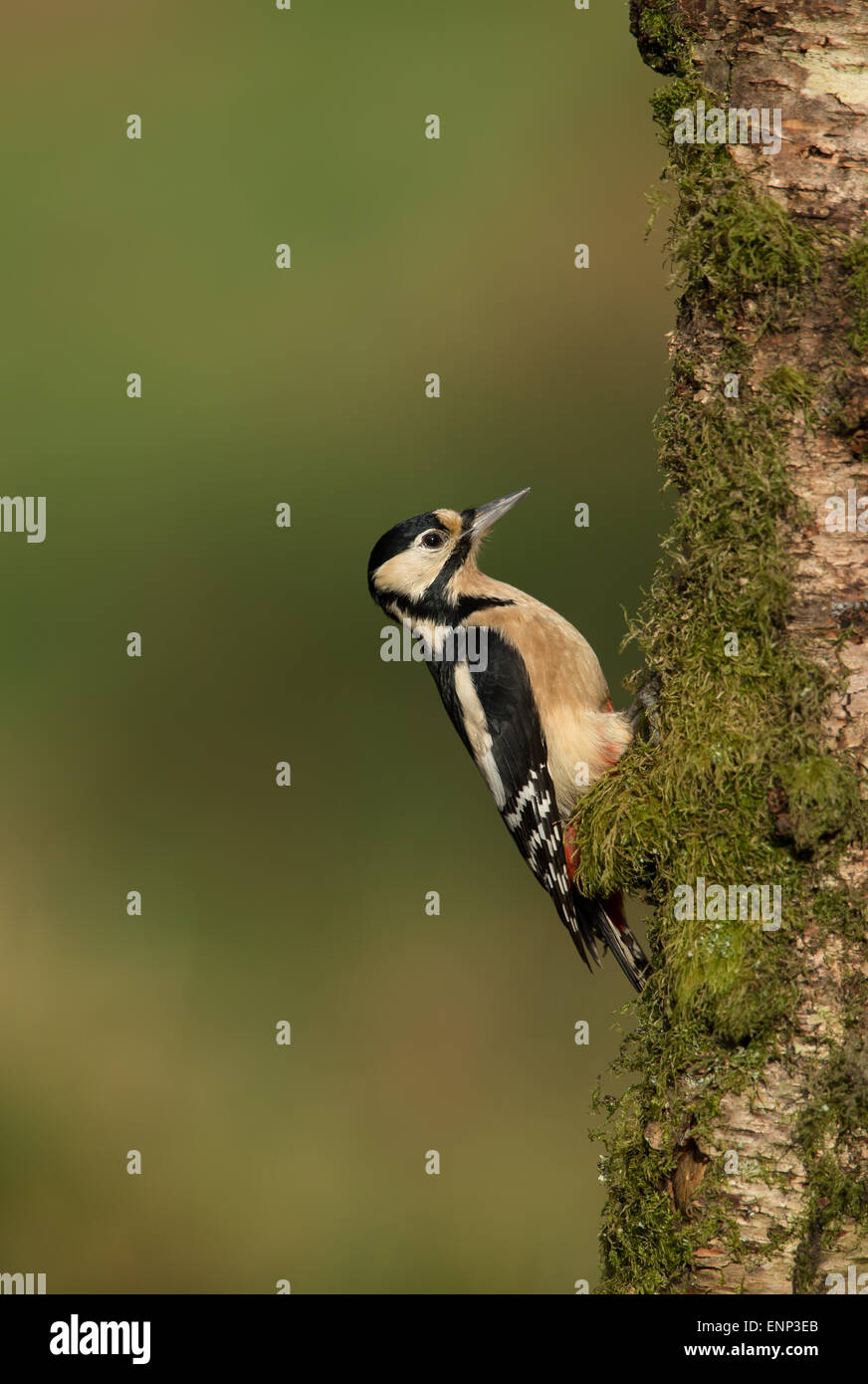 Great spotted woodpecker clinging to a mossy tree trunk Stock Photo