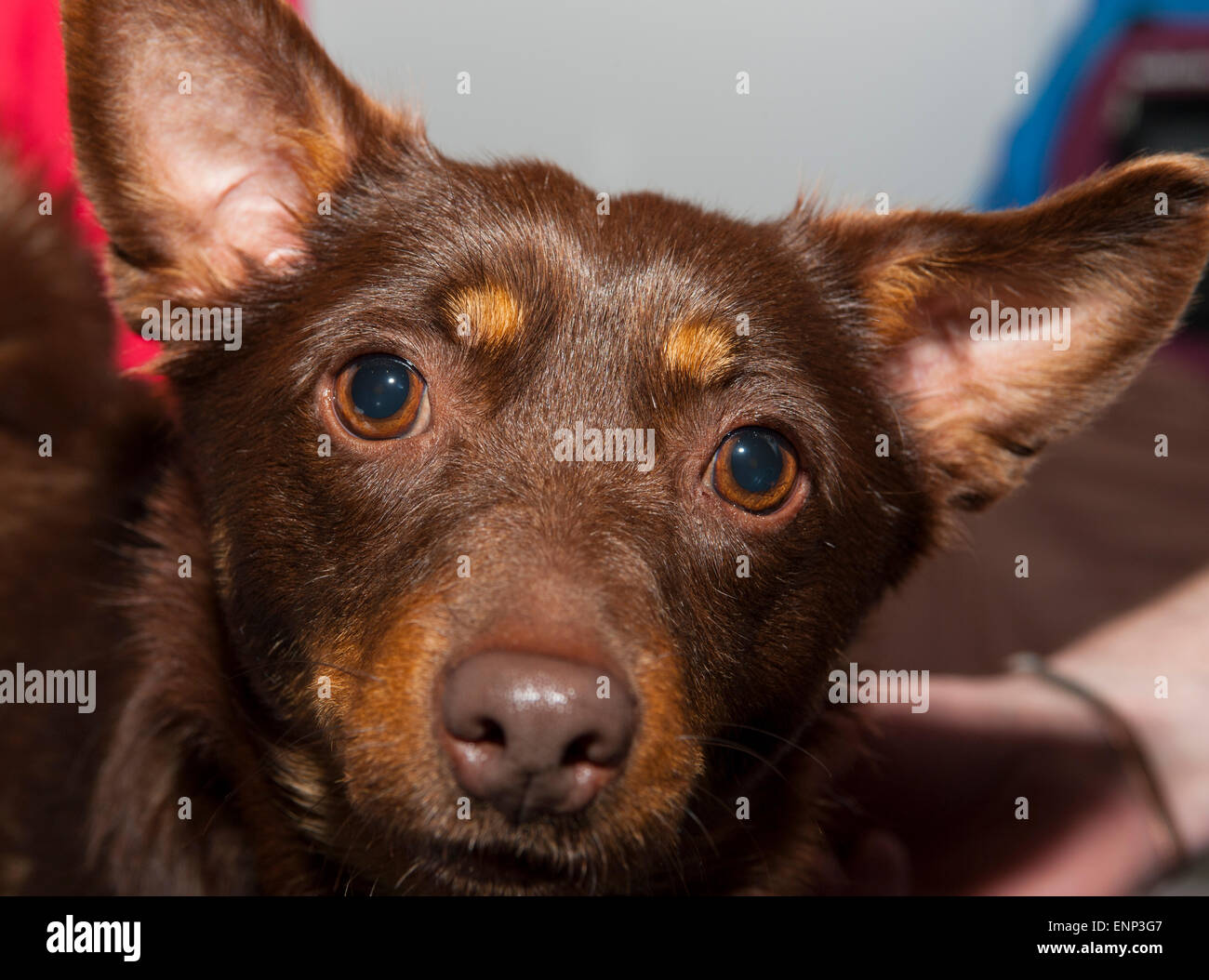 Lancashire heeler fizz hires stock photography and images Alamy