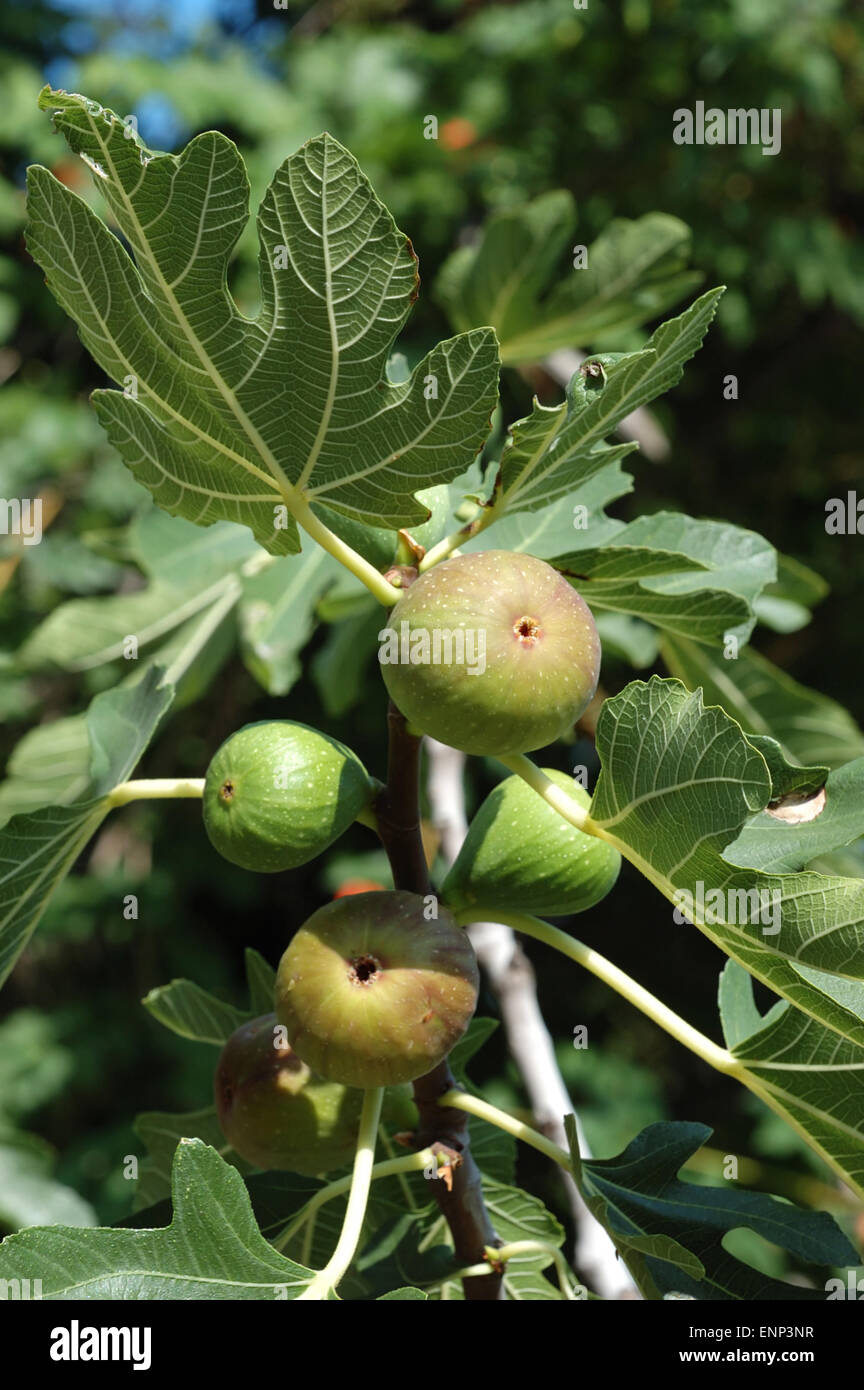 Fig tree (Ficus carica) fruits Stock Photo - Alamy