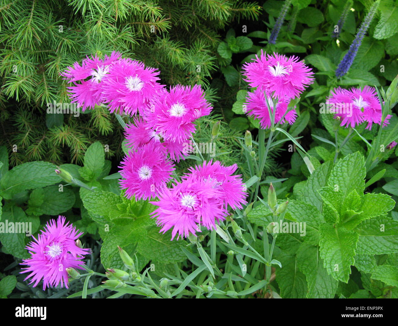 Pink flowers and garden mint patch Stock Photo Alamy