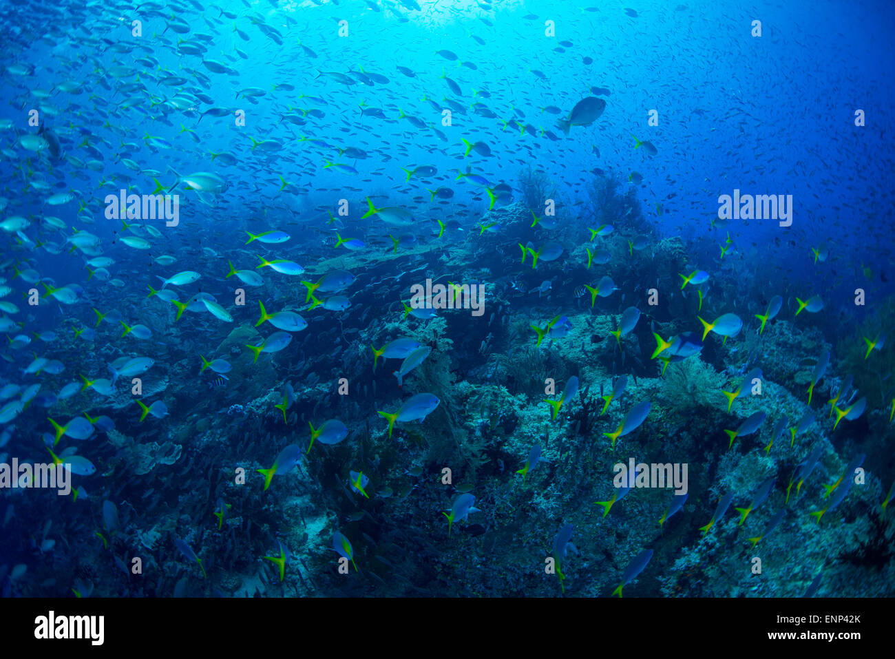dramatic underwater scene with lots of schools of fish and reef in the background Stock Photo